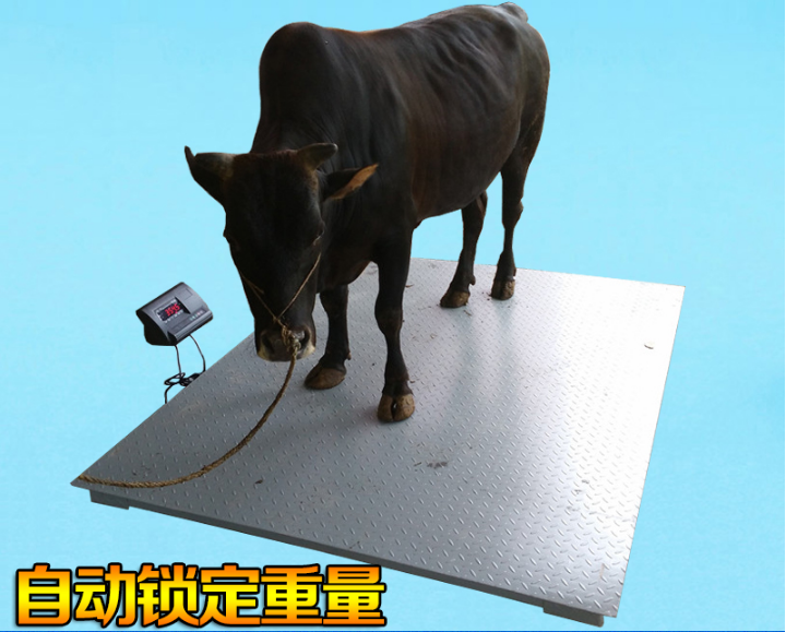 稱(chēng)牛用的一噸電子秤